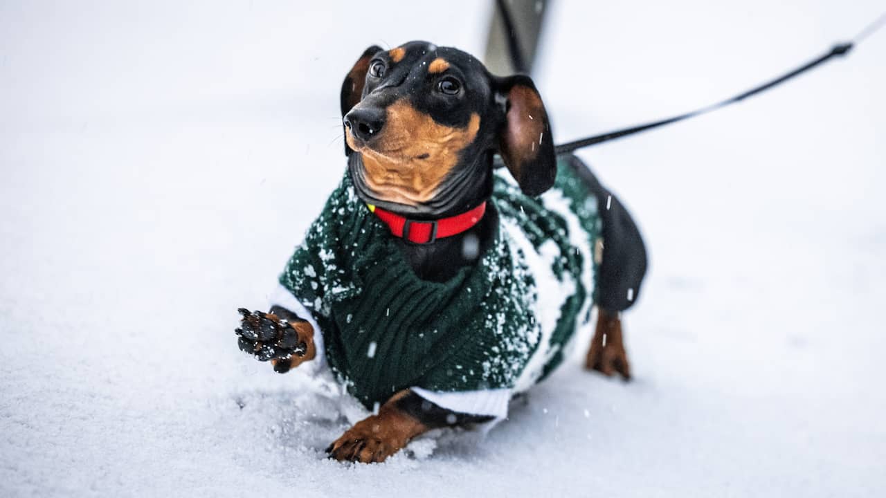 Nederland ontwaakt in wit landschap op tweede dag van nieuw jaar