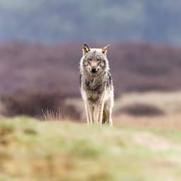 Wolf brengt veehouderij schade toe, maar economische gevolgen vallen mee