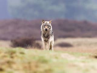 Wolf brengt veehouderij schade toe, maar economische gevolgen vallen mee