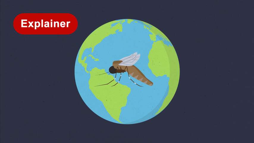 Waarom de mens het lievelingsslachtoffer van sommige muggen is