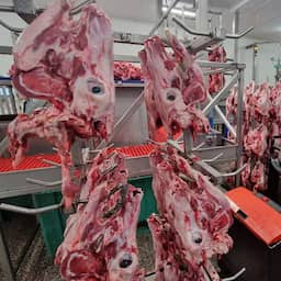 Vleesfraude met runderkoppen in Brabant, NVWA doet inval