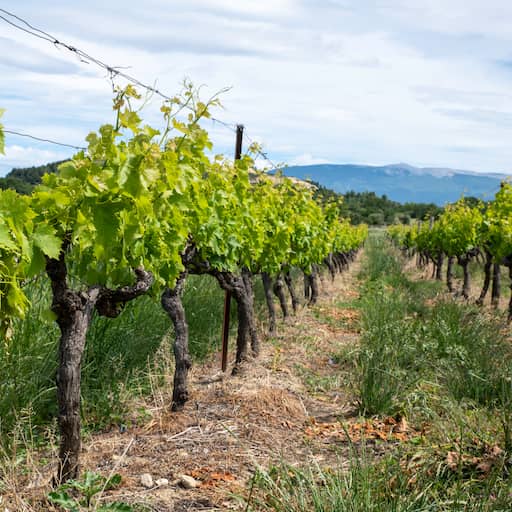 Illustratie bij: Franse champagneproductie bijna gehalveerd door extreem weer