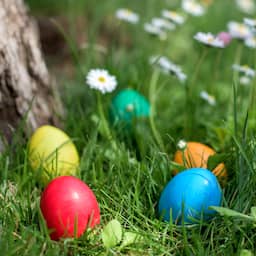 Drie doden door omvallende boom in Duits bos bij zoektocht paaseieren