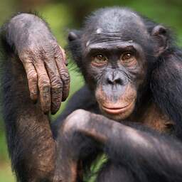 Uit Ouwehands Dierenpark ontsnapte bonobo is gevangen en terug in verblijf