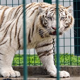 233 arrestaties en bedreigde dieren gered bij politieactie in Midden- en Zuid-Amerika