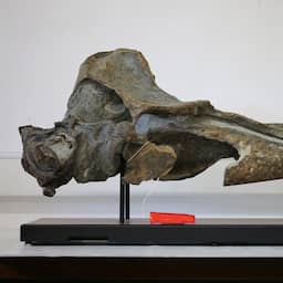 Onbekende uitgestorven soort spitssnuitdolfijn ontdekt in de Westerschelde