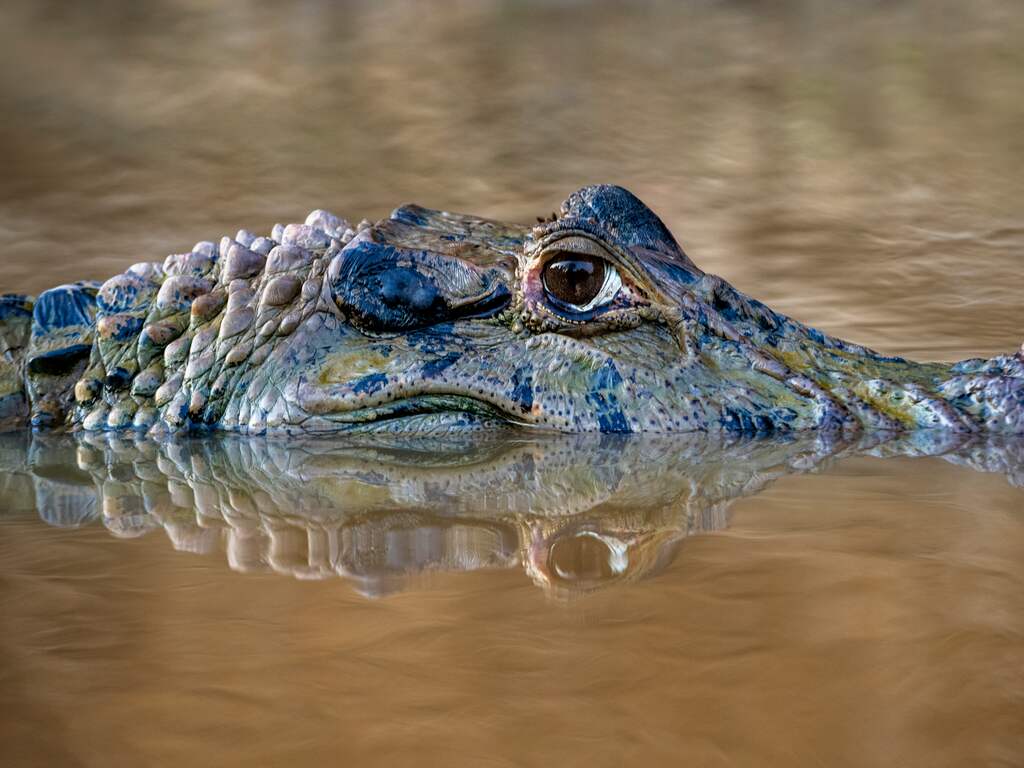 Vijf mensen drijven 36 uur op romp vliegtuigtoestel na noodlanding in Amazone