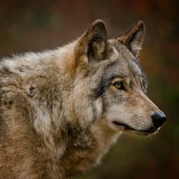 Kind inderdaad gebeten door probleemwolf Utrechtse Heuvelrug