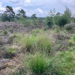 Bloeiende paarse heide steeds lastiger te vinden door te veel stikstof