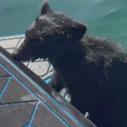 Illustratie bij: Familie redt berenwelp in nood uit Canadees meer: 'Hij wilde bij ons blijven'