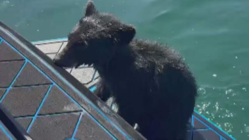 Foto bij Familie redt berenwelp in nood uit Canadees meer: 'Hij wilde bij ons blijven'