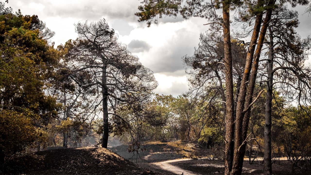 Natuurgebied bij Venray blijft nog enkele weken gesloten na grote brand