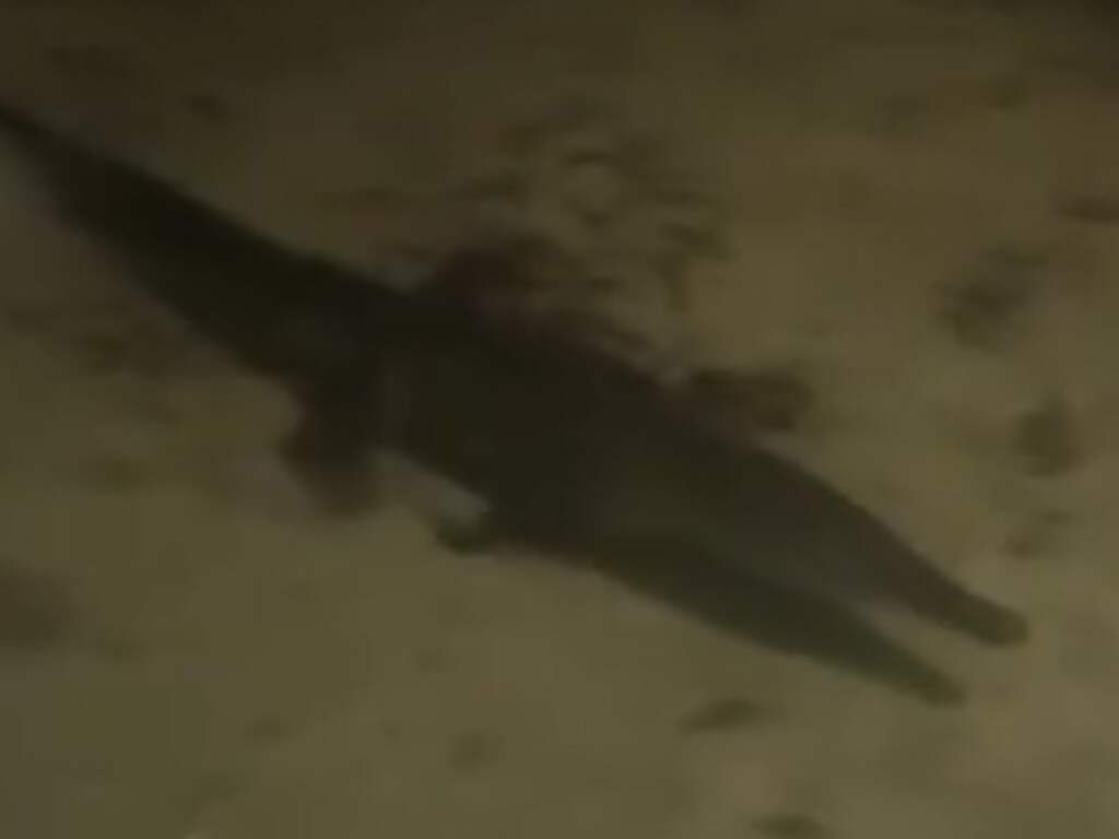 Bonaire in ban van zeldzame krokodil, gezaghebber sluit deel van baai