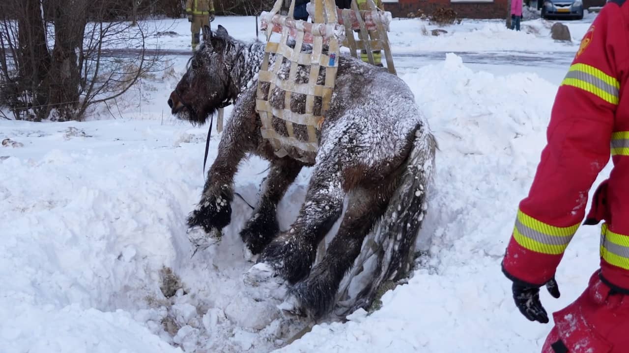 Video | Brandweer redt paard uit besneeuwde sloot in Drenthe