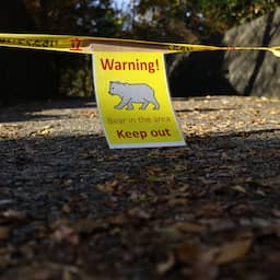 Japanse politie krijgt toestemming om beren te doden na recordaantal aanvallen