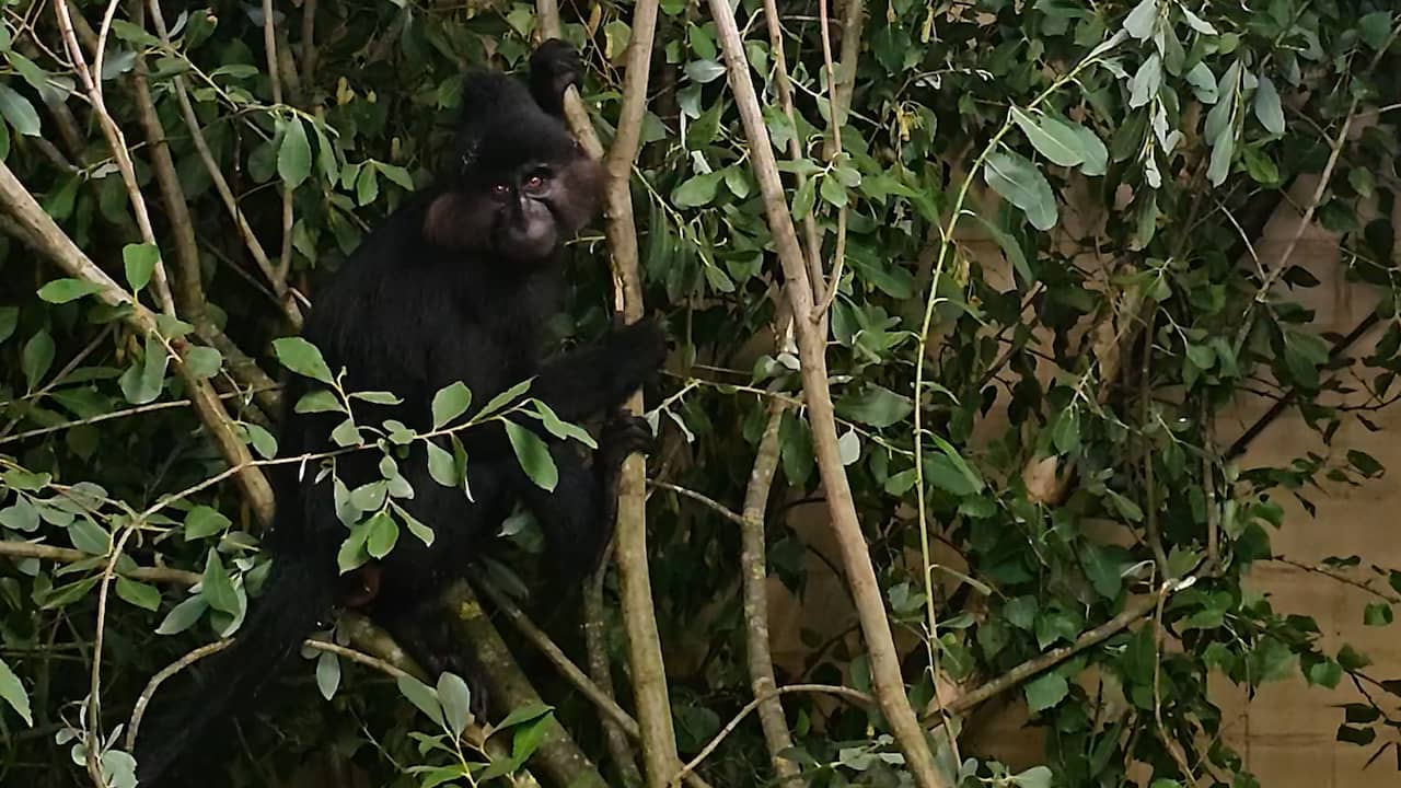 Video | Dierenverzorgers brengen ontsnapte kuifmangabey terug naar Beekse Bergen