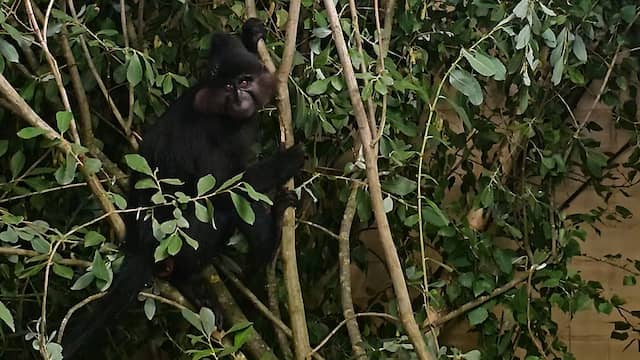 Dierenverzorgers brengen ontsnapte kuifmangabey terug naar Beekse Bergen