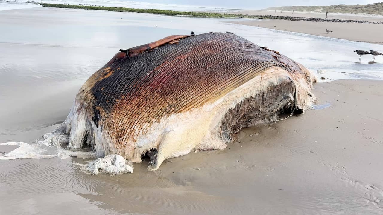 Video | Dood aangespoelde dwergvinvis ligt in de branding op Vlieland