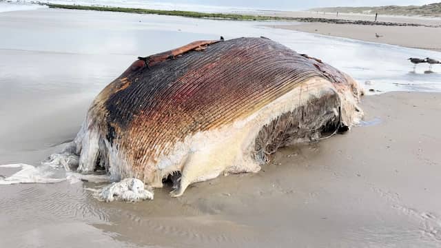Dood aangespoelde dwergvinvis ligt in de branding op Vlieland