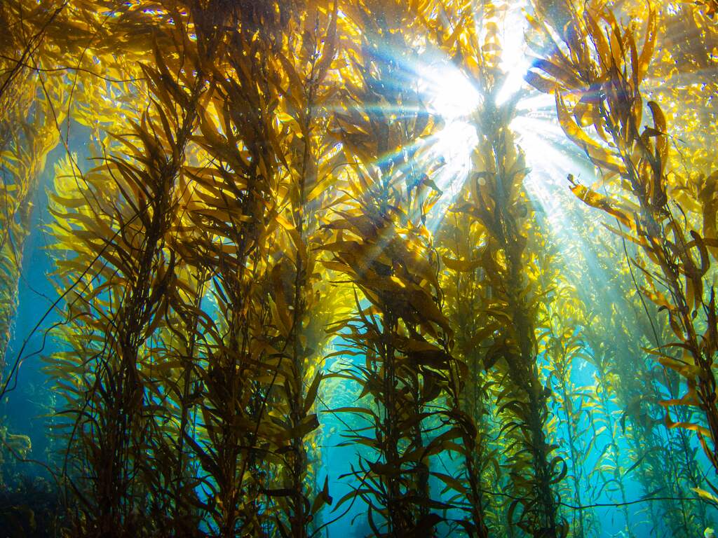 Zeewier komt niet alleen van pas in je sushi, maar kan ook als mest dienen