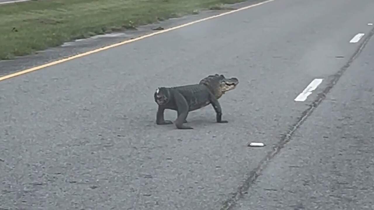 Video | Alligator zonder staart loopt over Amerikaanse weg