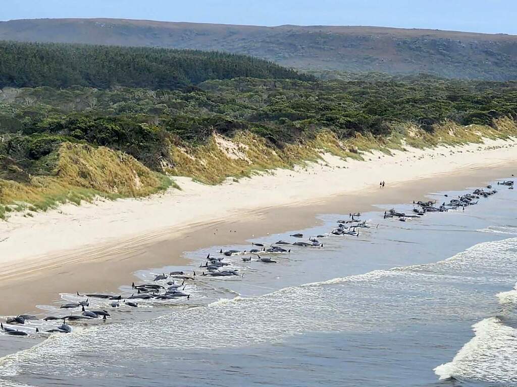230 walvissen gestrand op Tasmanië, reddingsoperatie gestart