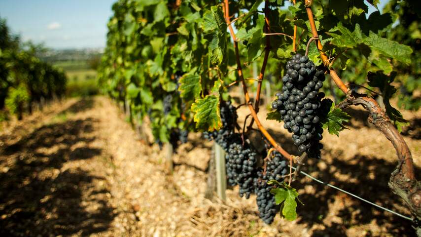 Franse wijnen en cognac raken uit de gratie in buitenland | Economie