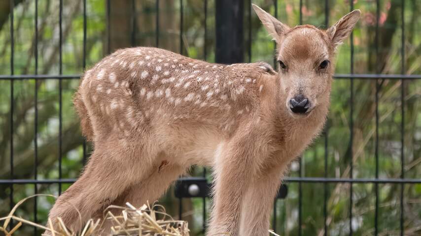 Zeldzaam en in wild uitgestorven hertje geboren in AquaZoo
