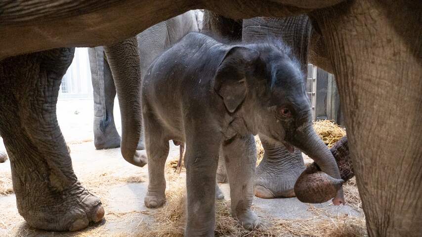 Camera legt vast hoe olifant in Emmense dierentuin liggend bevalt