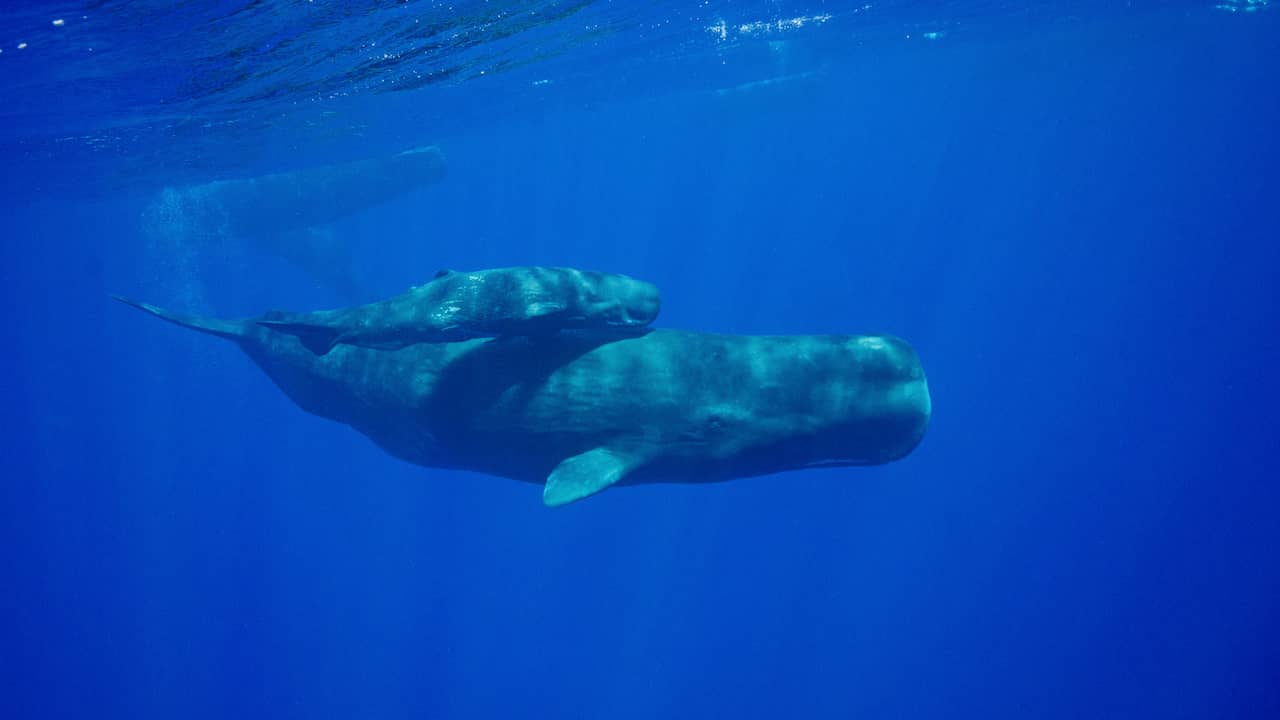 Potvissen helpen moeder bij geboorte van kalf en zorgen voor bescherming