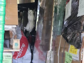 Kat overleeft reis van vier weken in zeecontainer van Moerdijk naar Curaçao