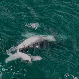 Video | Verdwaalde walvis krijgt hulp van spelende dolfijnen in Australië