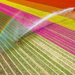 Gras kleurt geel en beken drogen op, maar nog geen grote problemen door droogte