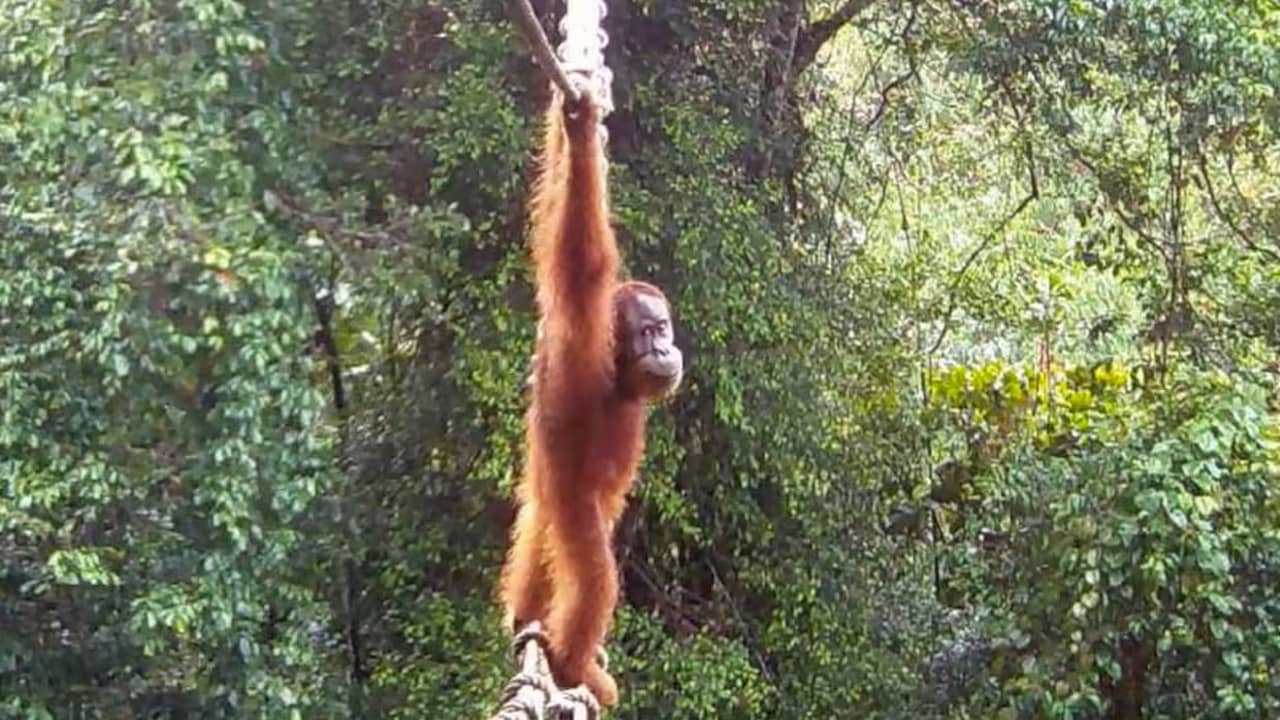 Orang-oetan steekt voor het eerst touwbrug over die uitsterven moet voorkomen