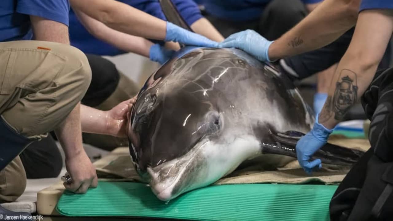 Witsnuitdolfijn die vorige week aanspoelde bij Egmond plotseling overleden