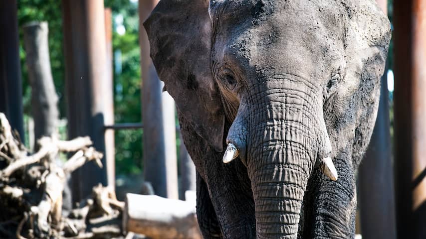 Voor het eerst in Nederland Afrikaanse olifant zwanger na inseminatie