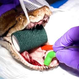 Video | Python met kanker krijgt unieke behandeling in Britse dierentuin