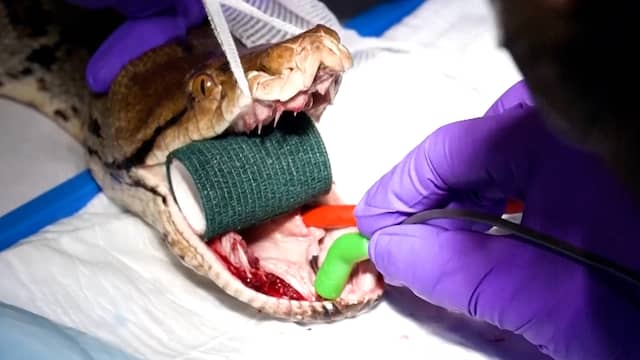 Python met kanker krijgt unieke behandeling in Britse dierentuin | NU.nl