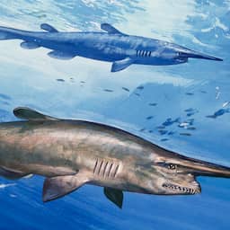 Egyptische woestijn was ooit oceaan vol verschillende haaiensoorten