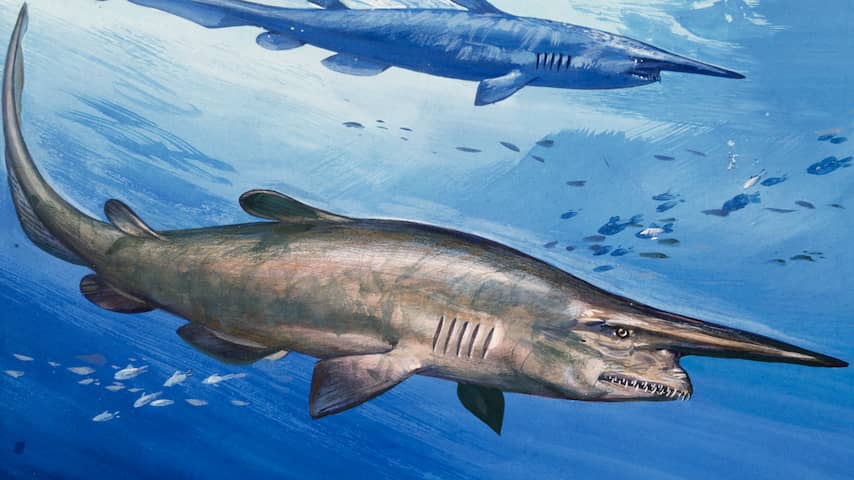 Egyptische woestijn was ooit oceaan vol verschillende haaiensoorten