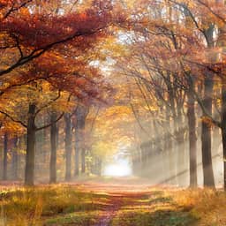Na een behoorlijk nat weekend en storm is zacht herfstweer op komst