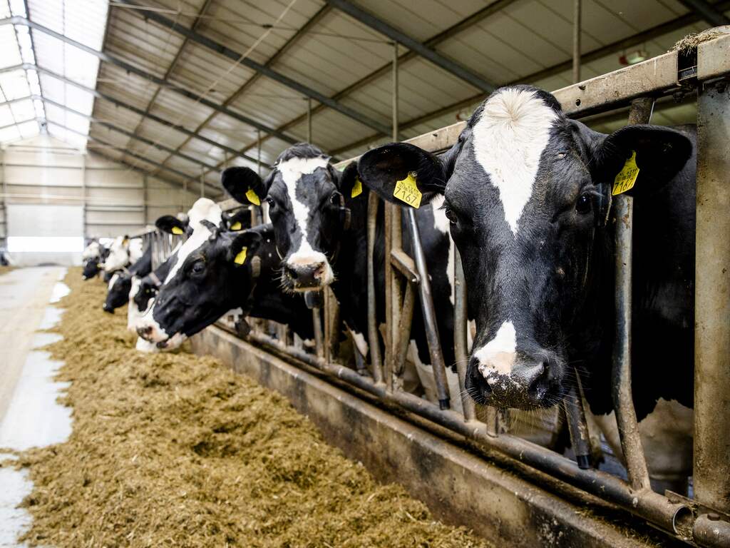 Vele nieuwe regels drijven boeren tot wanhoop: 'Mensen staan op omvallen'