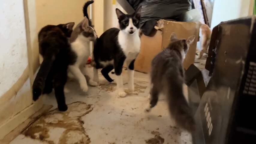 Tientallen verwaarloosde katten en honden uit huis in Breda gered