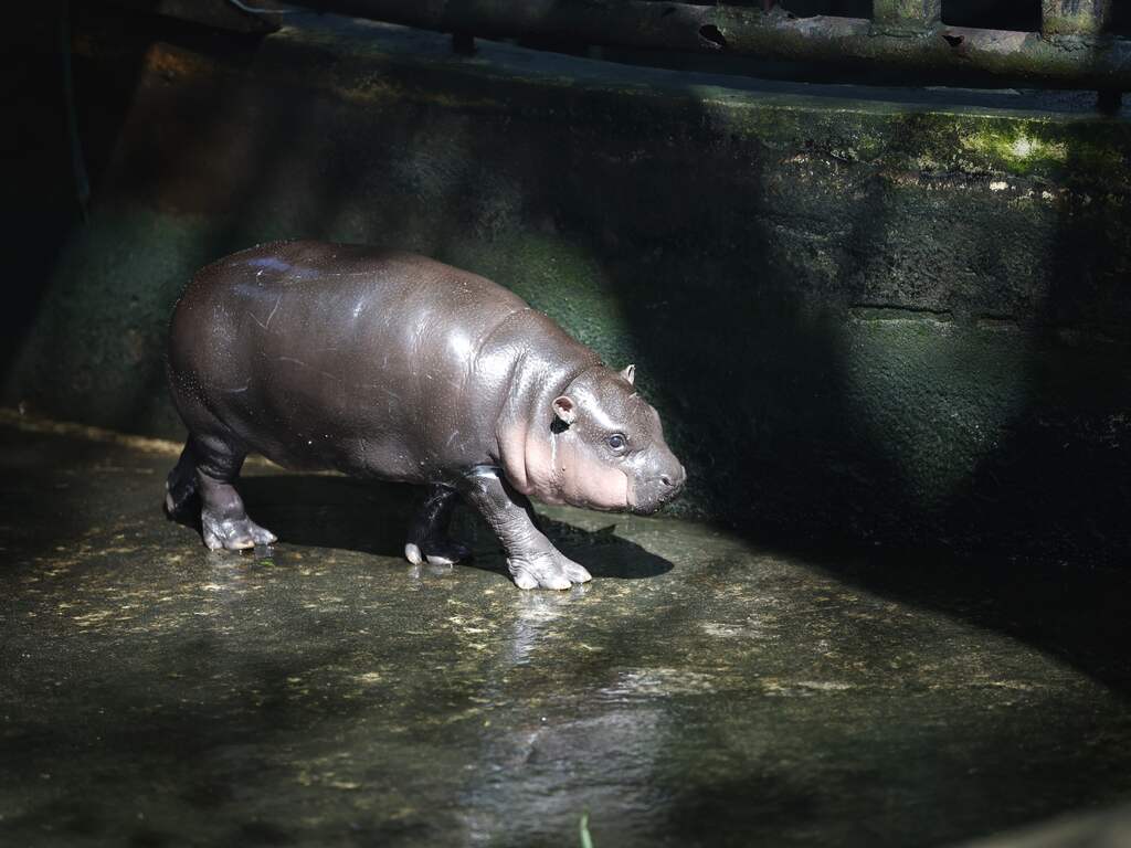 Moo Deng is een online hit, maar is dat ook goed voor het nijlpaard zelf?