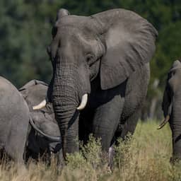 Amerikaanse miljonair verpletterd door olifanten tijdens jagen op antilope in Afrika