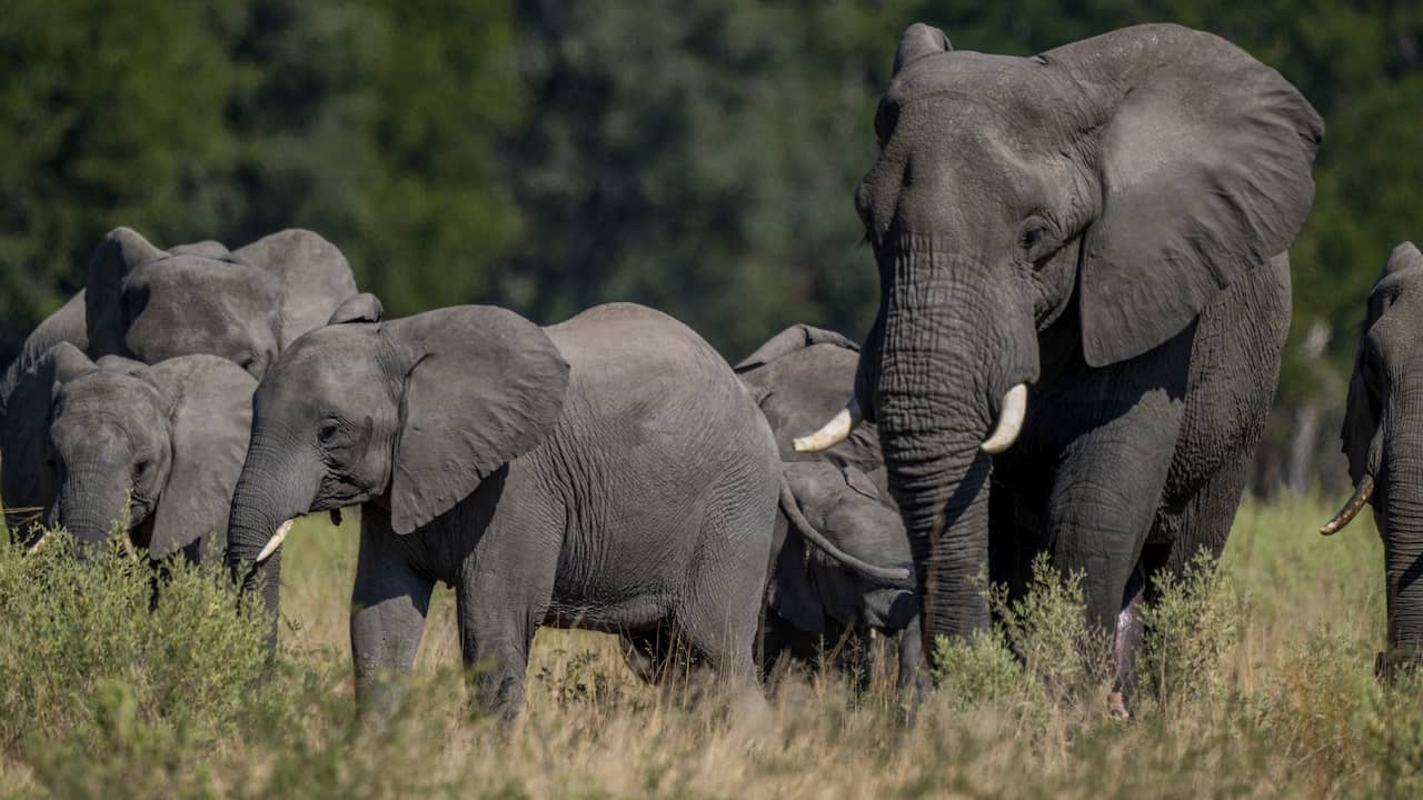 Amerikaanse miljonair en 'big game hunter' verpletterd door olifanten in Afrika