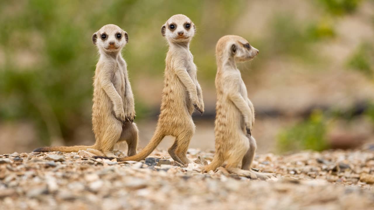 Blijdorp laat stokstaartjes inslapen na ruzie over territorium