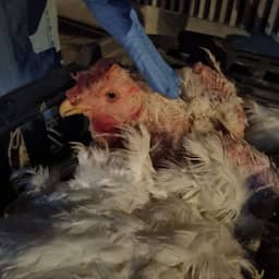 Dierenorganisaties doen aangifte na dumpen hanen bij bruidspaar: 'Zieke daad'