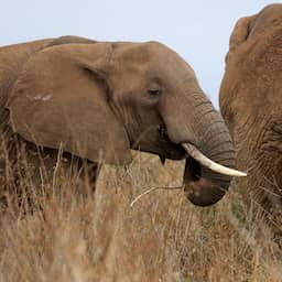 Vier verdachten opgepakt na vergiftiging achttien olifanten in Kenia
