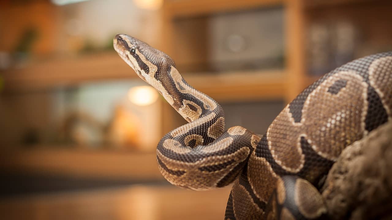 Man met zestig pythons op zolder moet van rechter huurwoning uit